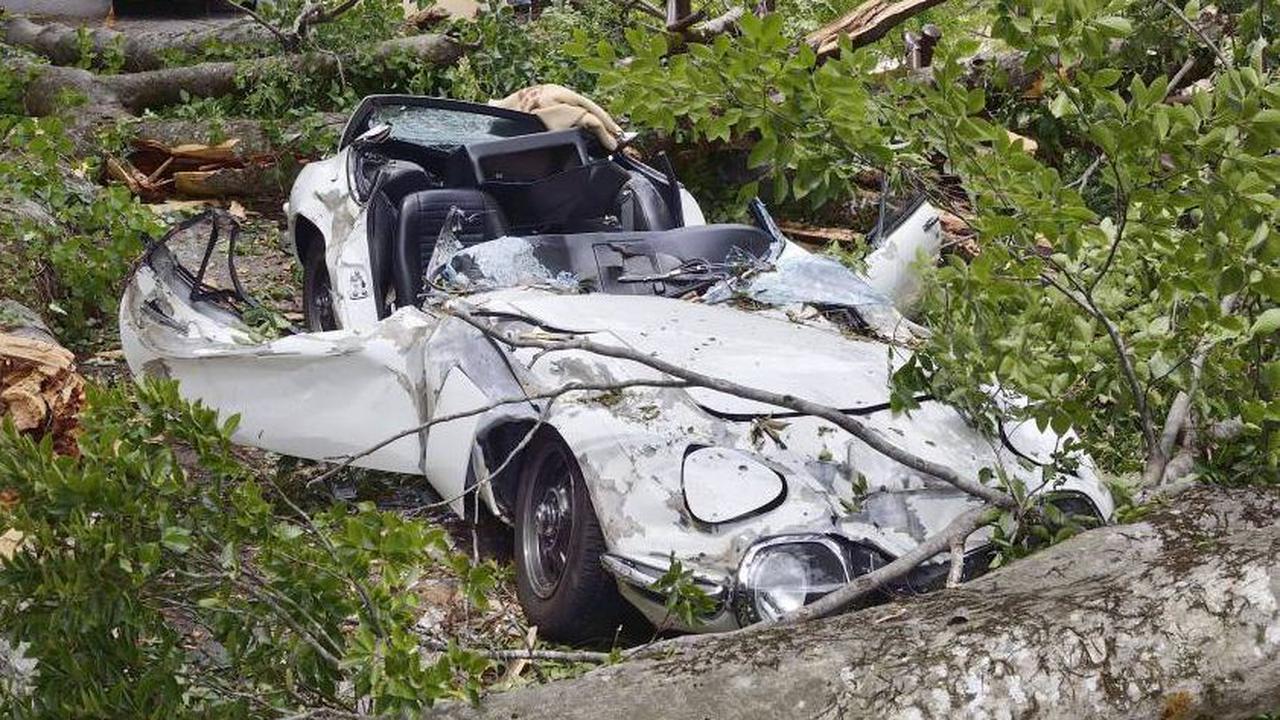 Mobil Klasiknya Tertimpa Pohon, Pria Ini Gugat Pemerintah