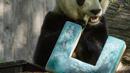 Panda Bei Bei memakan kue ulang tahunnya yang ke-4 di Kebun Binatang Nasional Smithsonian di Washington, DC (22/8/2019). Bei Bei akan pindah ke China setelah berusia empat tahun, menurut perjanjian Kebun Binatang Nasional Smithsonian dan Asosiasi Konservasi Margasatwa China.(AFP Photo/Alastair Pike)