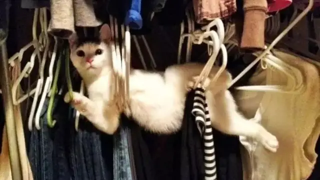 10 Potret Nyeleneh Kucing Tersangkut Waktu Usil, Penampakannya Bikin Nyengir