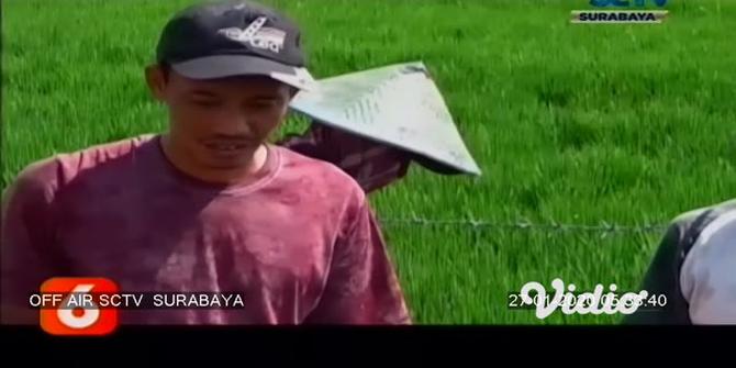 VIDEO: Petani di Ngawi Berburu Hama Tikus hingga Tepi Jalan Tol Ngawi-Solo