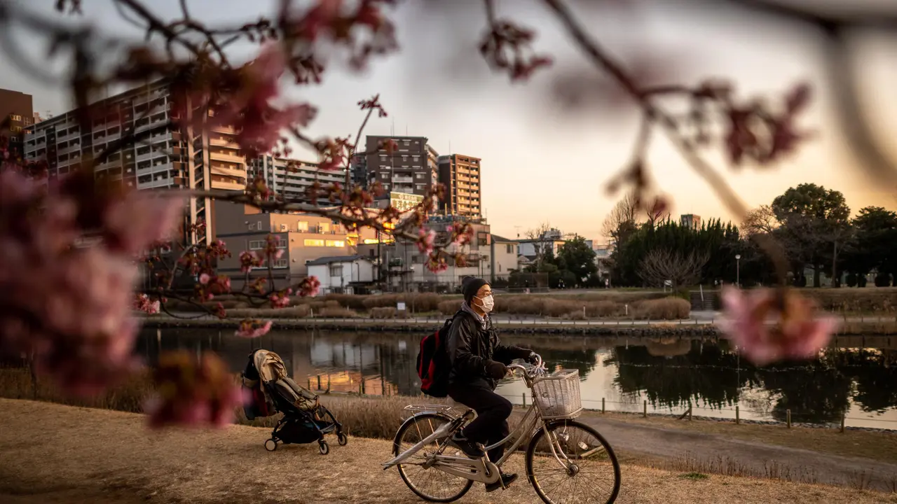 Bunga Sakura Jepang