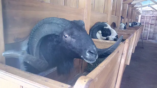 Prabu, domba paling depan dengan bulu dan tanduk hitam, nampak begitu kekar meyakinkan, sebagai contoh domba Garut berharga fantastis.