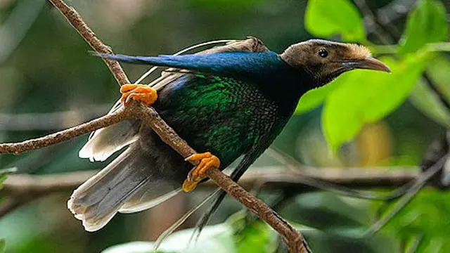 Lihat Burung Bidadari Langka di Taman Nasional Ketajawe-Lolobata