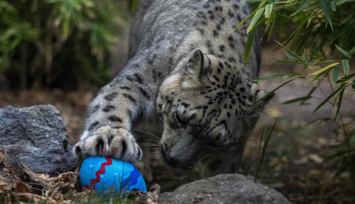 Kebun binatang ini telah memberi beberapa hewannya telur Paskah burung unta yang dicat dengan cat tempera yang tidak beracun dan diisi dengan makanan khusus untuk setiap spesies. (AP Photo/Esteban Felix)