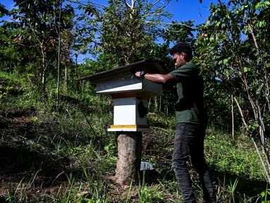 Seorang peternak lebah memeriksa sarang lebah yang tidak bersengat di sebuah peternakan lebah di Pekan Bada, provinsi Aceh (20/2/2022). (AFP/Chaideer Mahyuddin)