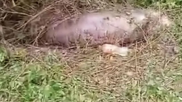 Viral Ular Piton Menelan Sapi Utuh, Berakhir Tragis hingga Perutnya Pecah