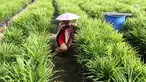 Anggota KWT Mekar Wangi binaan program Desa Makmur Peduli Api (DMPA) yang diinisiasi APP Sinarmas merawat tanaman jahe merah di Desa Dataran Kempas, Tebing Tinggi, Tanjung Jabung Barat, Jambi, Jumat (4/5). (Liputan6.com/Angga Yuniar)