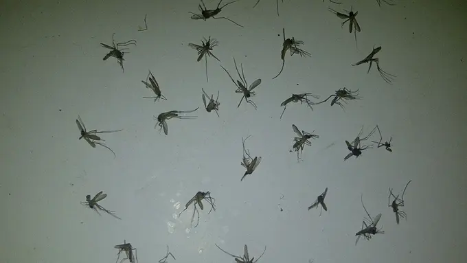 Kreatif Banget! 6 Kisah Ini Diceritakan Lewat Bangkai Nyamuk