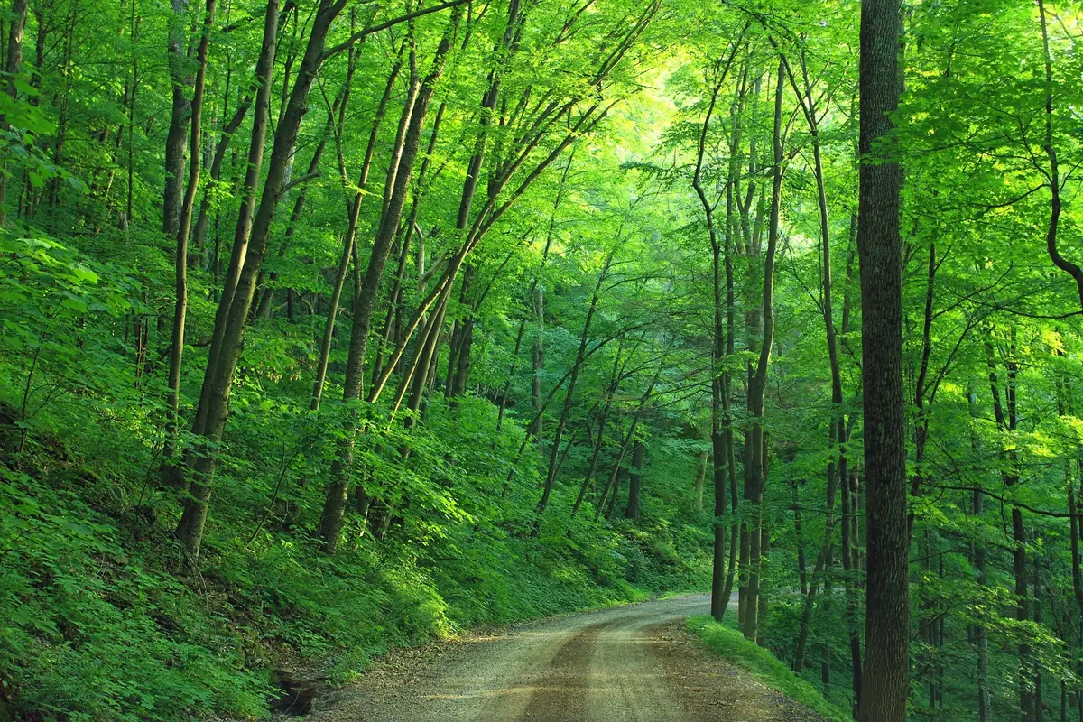 hutan