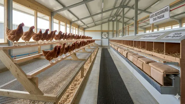 Desain Kandang Ayam dengan Tempat Bertengger/Gemini