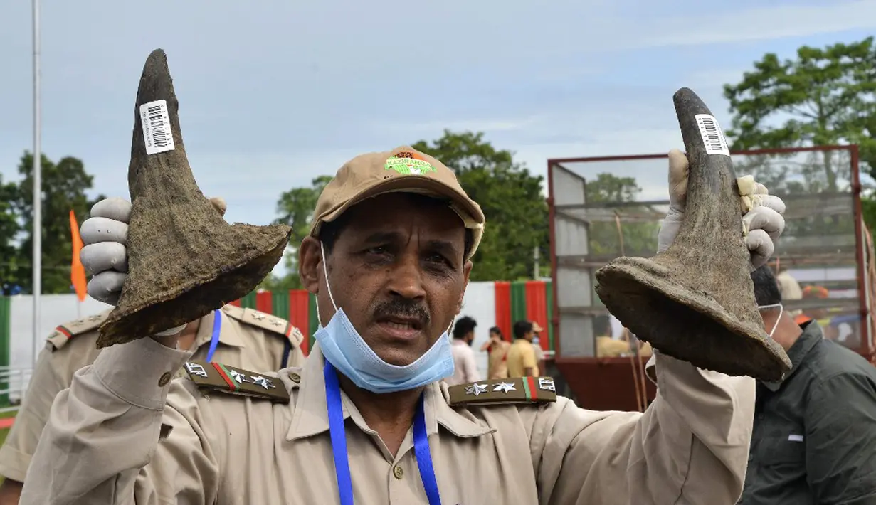 Seorang pejabat hutan menunjukkan cula badak sitaan sebelum dibakar pada tungku untuk menandai Hari Badak Sedunia dekat Taman Nasional Kaziranga, Bokakhat, India, 22 September 2021. Pemerintah membakar ribuan cula badak tersebut di enam tungku raksasa. (Biju BORO/AFP)