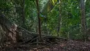 Sebuah gambar menunjukkan vegetasi yang tumbuh di hutan virus Zika di Uganda, 29 Januari 2016. Hutan ini merupakan lokasi pertama kali ditemukannya virus Zika pada April 1947 setelah pengujian menggunakan monyet-monyet oleh ilmuwan. (ISAAC KASAMANI/AFP)