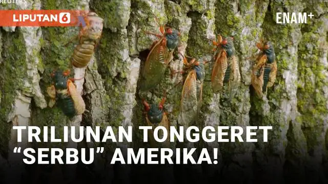 VIDEO: Fenomena Langka Triliunan Tonggeret “Serbu” AS