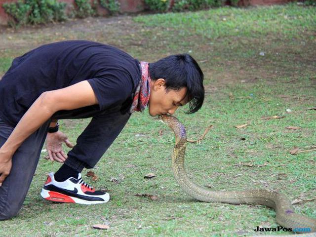 5 Kejadian Tragis Hingga Keajaiban Terkait Serangan King Cobra