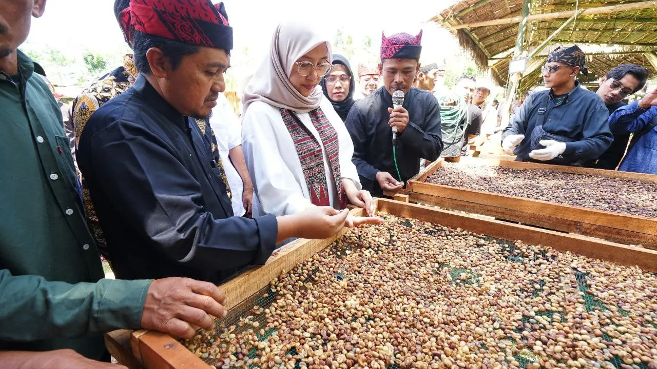 Bupati Banyuwangi Ipuk Fiestiadan melihat proses pengeringan kopi di Desa Gombengsari, Banyuwangi (Istimewa)