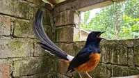 Mendag: Nilai Ekonomi di Balik Burung Kicau sampai Rp 2 Triliun
