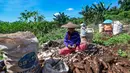 Petani saat melakukan panen singkong yang akan dikirim untuk dijadikan tepung tapioka di kawasan Rancabungur, Bogor, Selasa (27/5/2025). (merdeka.com/Arie Basuki)