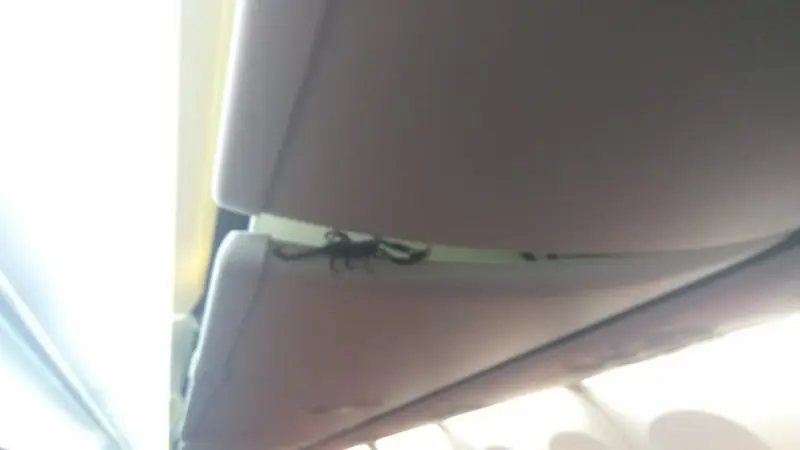 Ada Kalajengking Berkeliaran di Kabin Pesawat Lion Air?