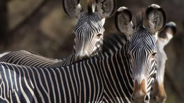 Ilustrasi Zebra Grévy