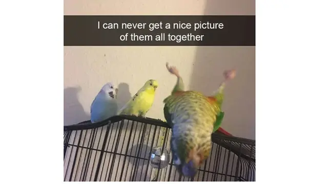 Kelakuan aneh burung (Sumber: Boredpanda)