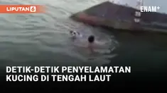 Aksi Penyelamatan Kucing di Laut