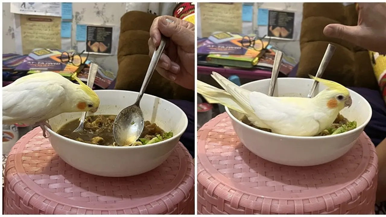 6 Potret Burung Ikut Makan Ini Bikin Tepuk Jidat,