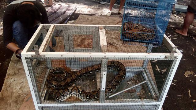 Dua Ekor Ular Piton Muncul di Kawasan Telaga Purba Wendit Malang