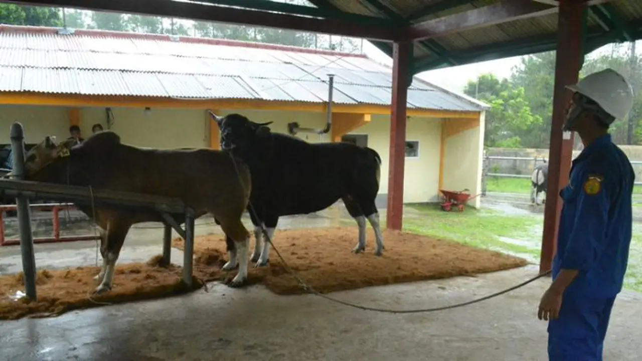 Inseminasi Sapi