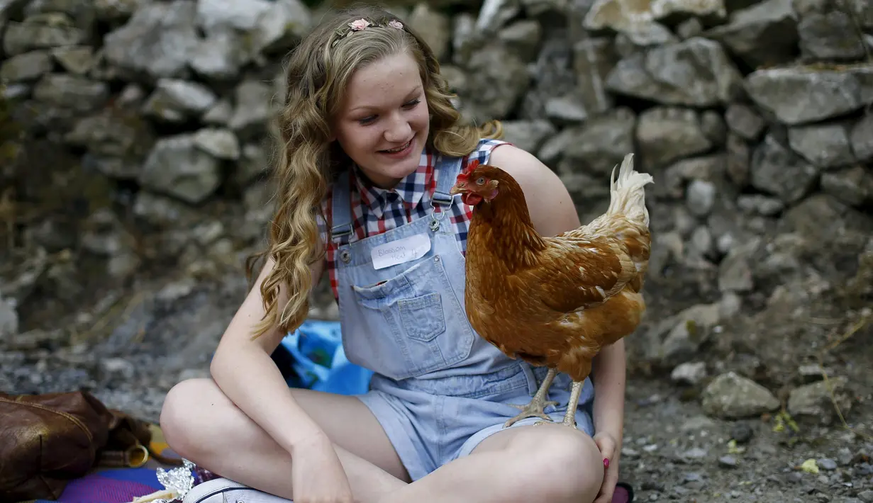 Peserta bersama ayam betinanya menuggu giliran untuk mengikuti World Hen Racing Championships di Bonsall, Inggris, Sabtu (1/8/2015). Sejumlah ayam betina adu kecepatan untuk menjadi pemenang dalam kejuaran tersebut. (Reuters/Darren Staples)