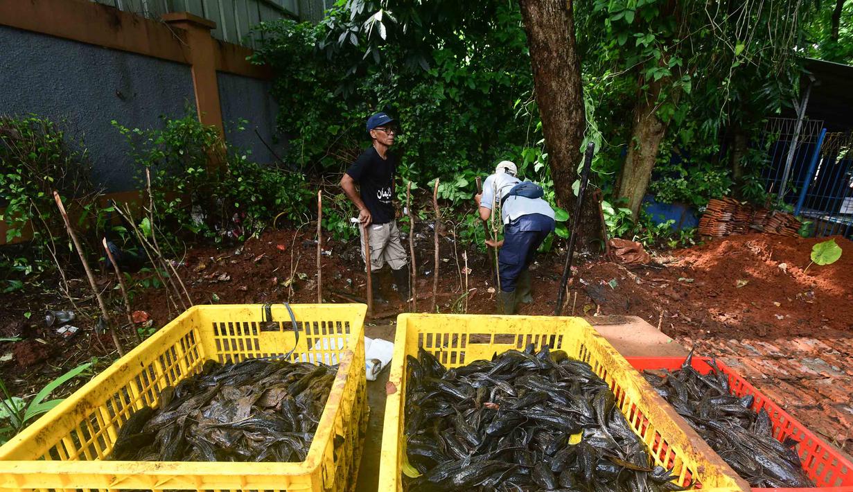 Kehadirannya berdampak langsung terhadap kelangsungan hidup ikan lokal karena ikan ini memakan telur ikan lain, terutama spesies endemik. Tampak dalam foto, Petugas Penanganan Prasarana dan Sarana Umum (PPSU) mengubur ikan sapu-sapu di kawasan Setu Babakan, Jakarta Selatan, Jumat (17/4/2026). (merdeka.com/Arie Basuki)