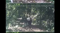 Rekaman kamera trap memperlihatkan macan tutul dan macan kumbang berjalan beriringan di Gunung Gede Pangrango. (dok. Instagram @bbtn_gn_gedepangrango/https://www.instagram.com/p/C7X7fCqvH7h/Dinny Mutiah)