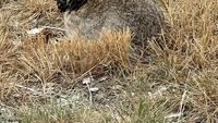 Colorado Rabbit Tentacles: Here Are The Scientific Explanation and Other Details