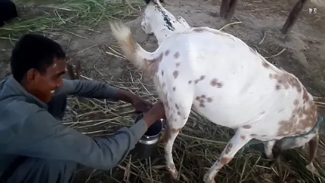 Susu kambing di pakistan