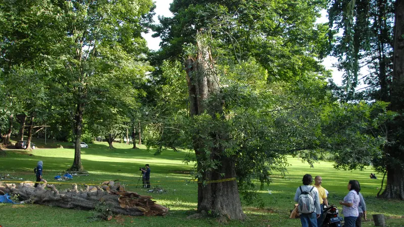 Pohon Tumbang