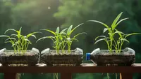 8 Tanaman Dapur yang Bisa Dipanen Berkali-Kali Meski Ditanam di Pot Kecil