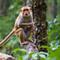 Istilah Monkey Malaria Kurang Tepat, Dokter Sarankan Nama Ini. Foto dibuat oleh AI.