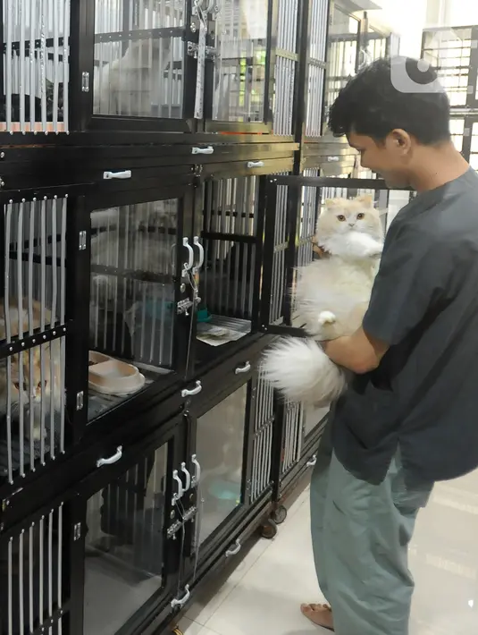 Kucing-kucing yang berada di penitipan akan lebih aman dan terjamin selama ditinggal mudik pemilik. (merdeka.com/Arie Basuki)