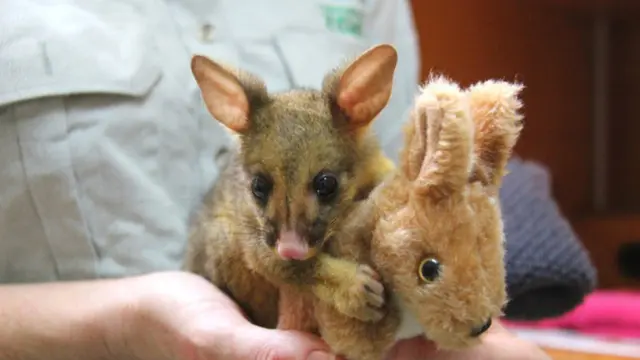 [Bintang] Bayi Possum Imut Ini Dijamin Bikin Kamu Menjerit Gemas Dini Hari