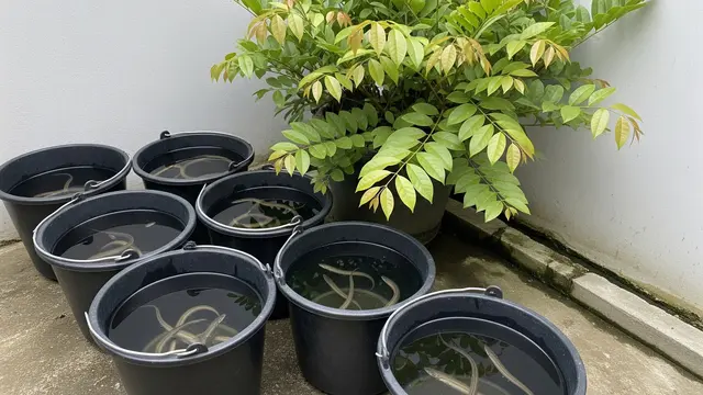 Ide Ternak di Ember Plus Tanaman Herbal Anti Nyamuk (AI)