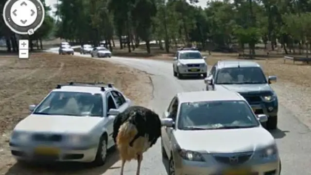 7 Foto Kocak Hewan Tertangkap Kamera Google Street View