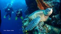 Pengunjung Wisata bawah laut bunaken saat berenang bersama penyu. Photo: Underwater Nelson Uada (Arfandi Ibrahim/Liputan6.com)