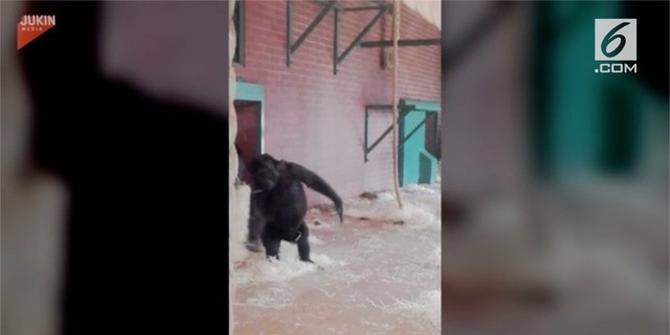 VIDEO: Lucunya Bayi Gorila Menari Balet