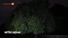 Pohon keramat, yang diyakini warga dihuni oleh sosok tinggi besar tanpa kepala di pemakaman Menteng Pulo kerap mengganggu pengendara motor yang melintasi terowongan Kasablanka.