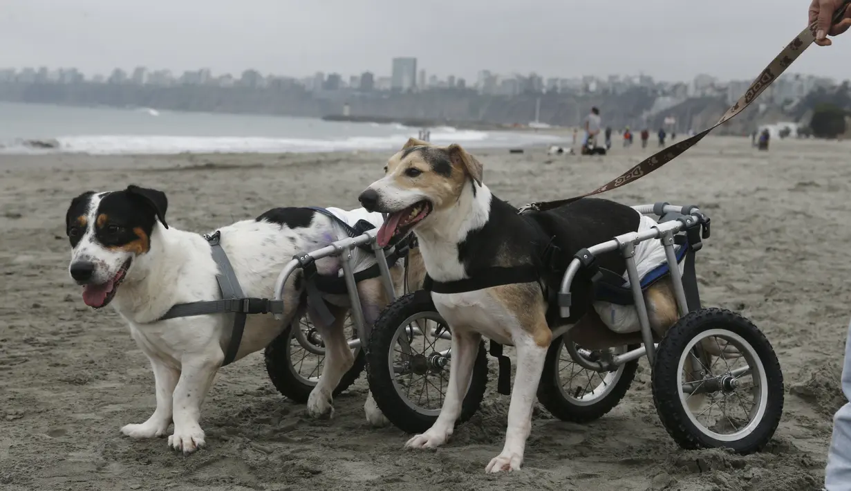 Cabezon dan Pecas, anjing yang lumpuh di kursi roda berjalan di Pescadores pantai Chorrillos, Lima, (7/9/2015). Sara Moran memiliki tempat penampungan untuk anjing liar dan terluka akibat kecelakaan di Milagros Perrunos. ( REUTERS/Mariana Bazo)