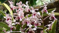 Anggrek cantik dari lereng Merapi ini bernama Vanda Tricolor itu terbilang lebih istimewa dari bunga sejenis yang tumbuh di NTB dan Jabar. (dok. BukaLapak.com/Susanties Garden)
