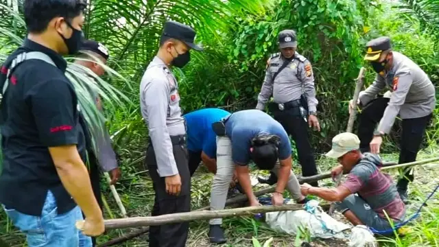 Personel Polsek Pangkalan Kuras, Kabupaten Pelalawan, saat menangkap buaya di kebun warga.