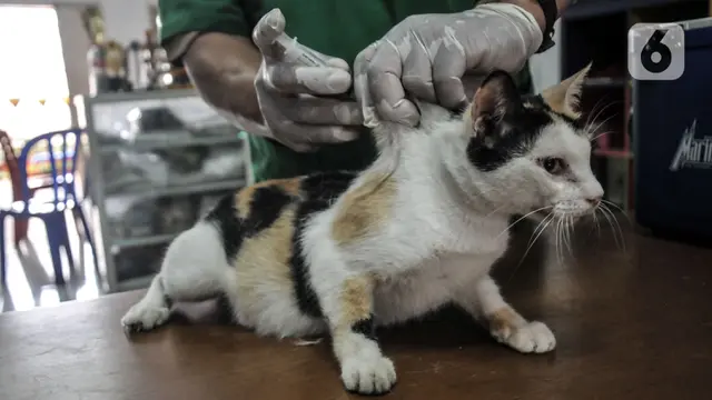 FOTO: Vaksinasi Rabies untuk Hewan Peliharaan