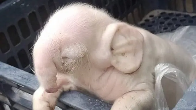 Bayi Babi yang Bermutasi Jadi Gajah