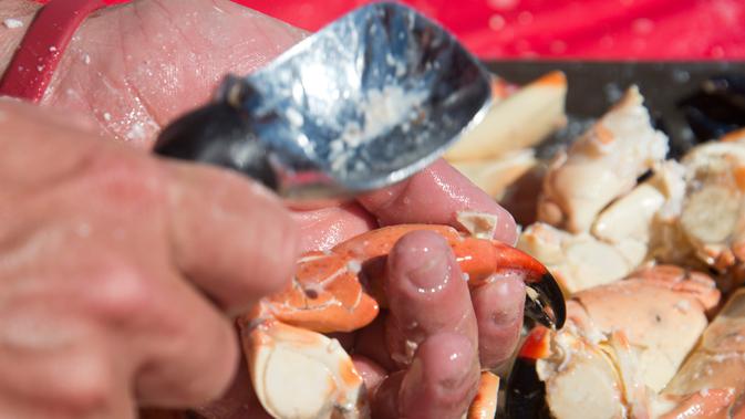 Peserta menggunakan scoop es krim memecahkan cangkang kepiting dalam kontes Key Fisheries Stone Crab Eating di Marathon, Sabtu (10/11). Mereka beradu cepat memecahkan cangkang 25 kepiting dan memakan dagingnya. (Andy Newman/Florida Keys News Bureau/AFP)