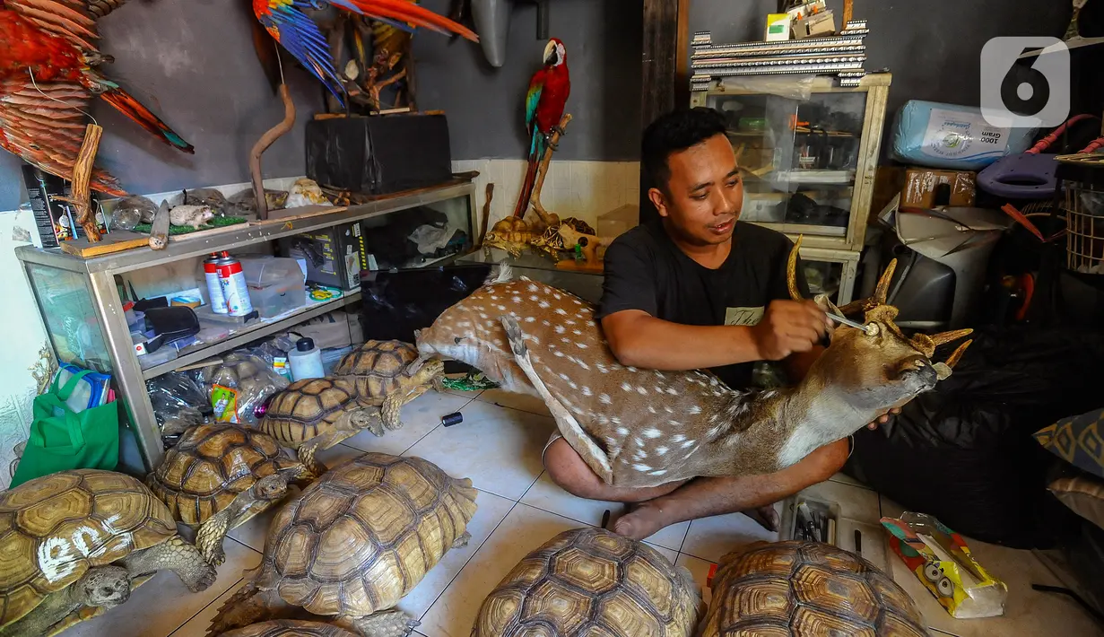 Taksidermi adalah seni pengawetan dan pengolahan jasad hewan melalui penyanggaan dan pengisian sehingga tampak seperti keadaan aslinya saat masih hidup. (merdeka.com/Arie Basuki)